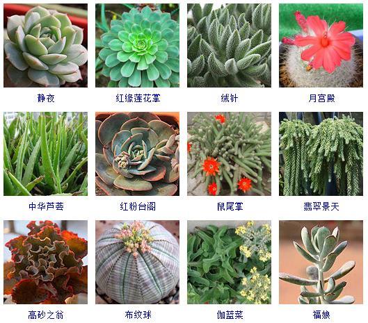 多肉植物的来源地_多肉刚来的时候怎么弄_多肉植物哪里来的