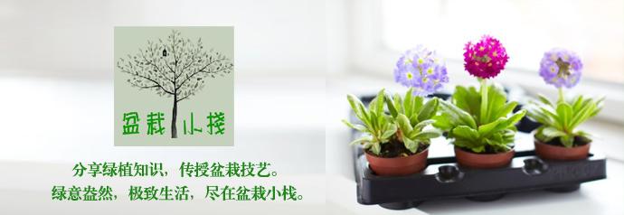 多肉刚来的时候怎么弄_多肉植物哪里来的_多肉植物的来源地