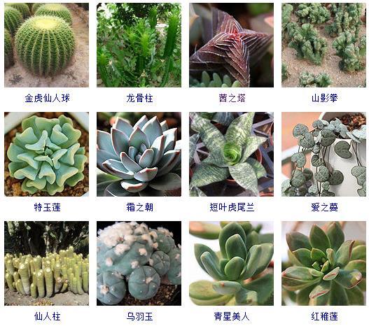多肉刚来的时候怎么弄_多肉植物的来源地_多肉植物哪里来的