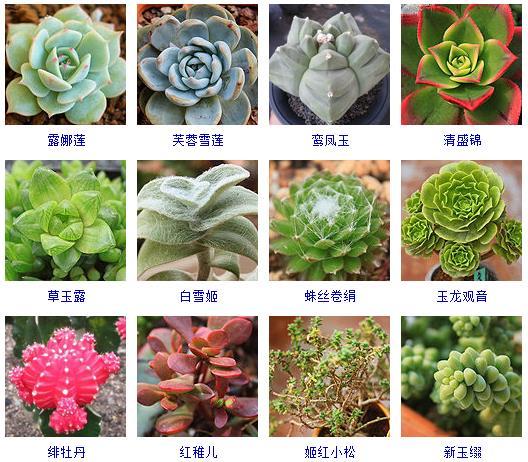 多肉刚来的时候怎么弄_多肉植物的来源地_多肉植物哪里来的