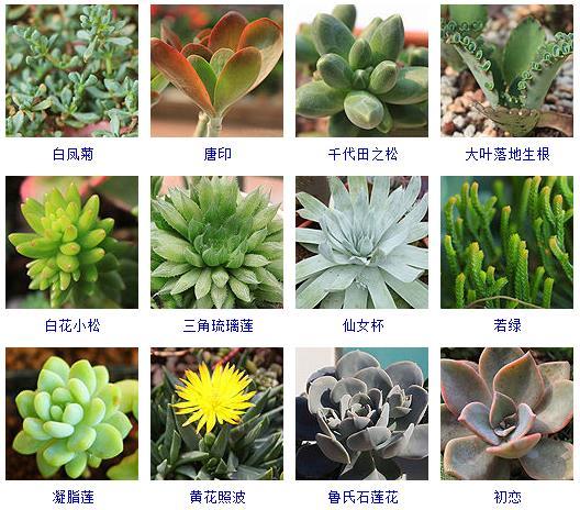 多肉植物的来源地_多肉植物哪里来的_多肉刚来的时候怎么弄