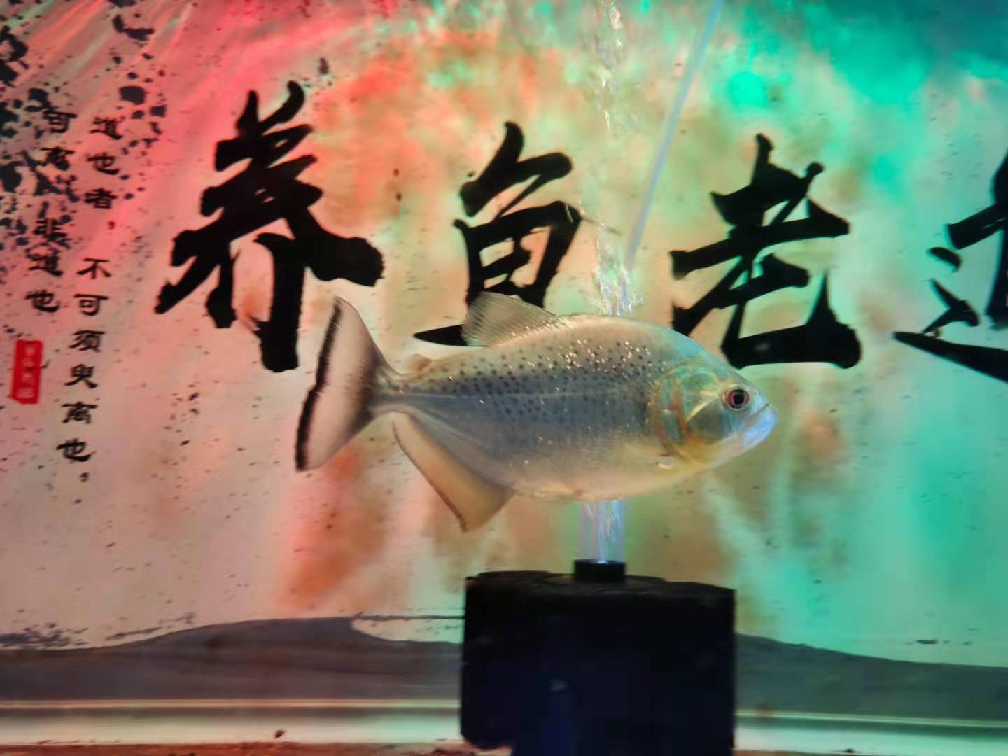 观赏鱼苗喂什么_观赏鱼鱼苗吃什么_观赏鱼鱼苗吃什么长得快