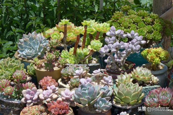家庭养多肉植物好不好_家养多肉植物哪种好_家养多肉什么品种好