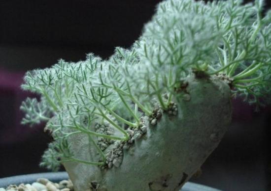 珍贵的多肉_珍贵多肉植物排行_最珍贵的多肉植物