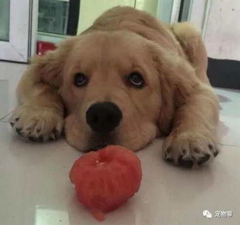 狗狗蔬菜吃可以补钙吗_狗狗可以吃什么蔬菜_狗狗吃蔬菜水果吗