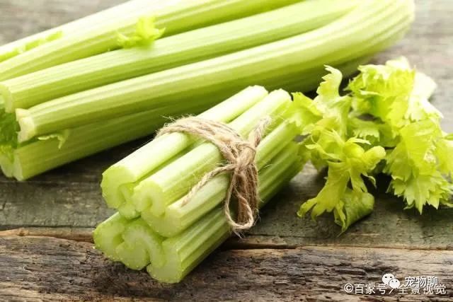 狗狗吃蔬菜水果吗_狗狗蔬菜吃可以补钙吗_狗狗可以吃什么蔬菜