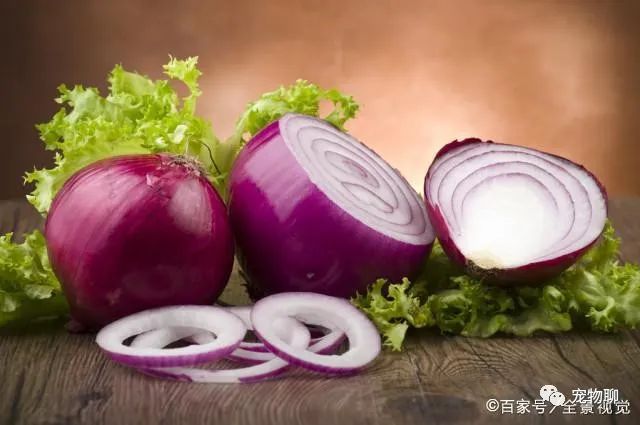 狗狗可以吃什么蔬菜_狗狗吃蔬菜水果吗_狗狗蔬菜吃可以补钙吗