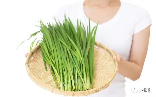 狗狗可以吃什么蔬菜_狗狗吃蔬菜水果吗_狗狗蔬菜吃可以补钙吗
