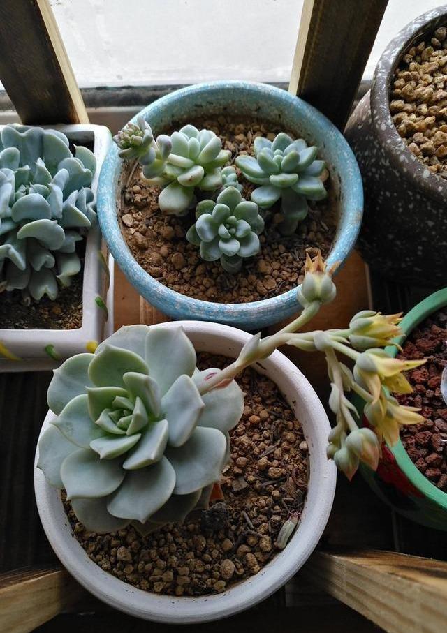 开花植物多肉图片_多肉植物 开花_开花的多肉植物