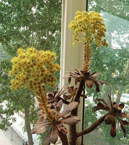 开花植物多肉图片_多肉植物 开花_开花的多肉植物