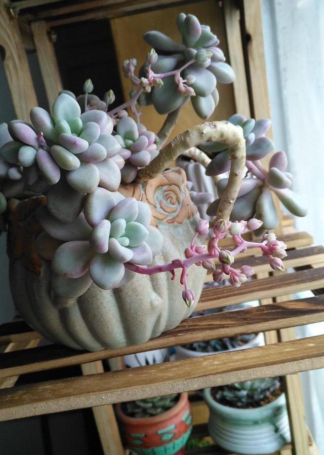 开花植物多肉图片_开花的多肉植物_多肉植物 开花
