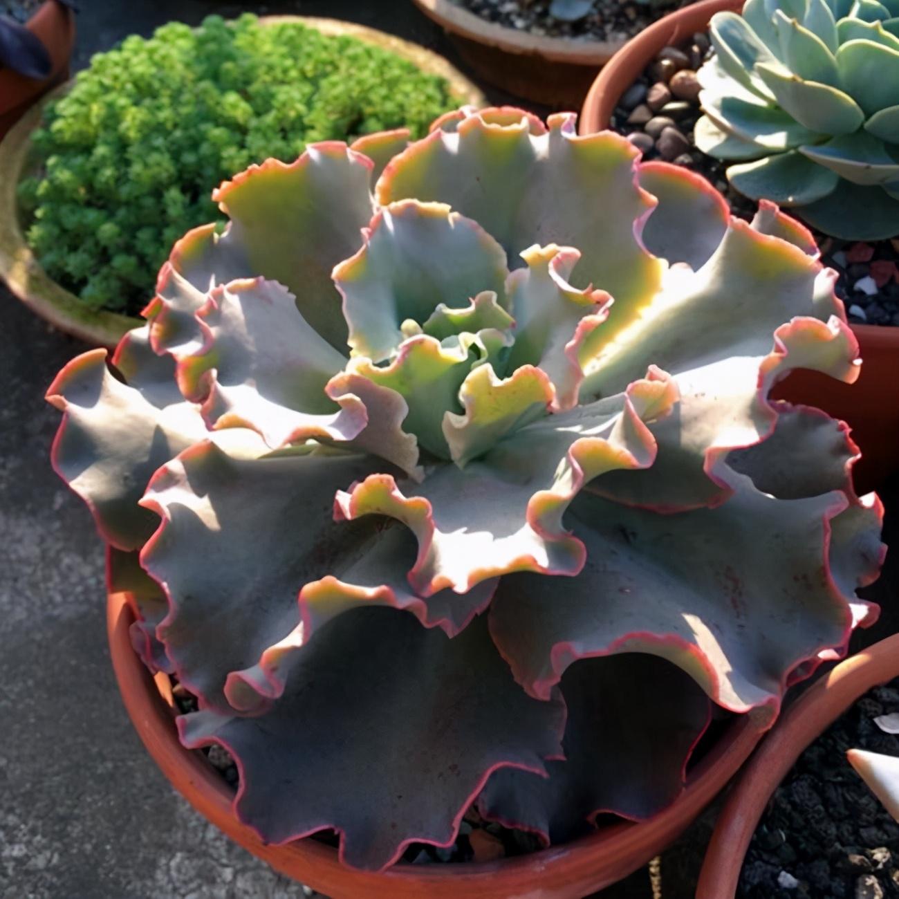 以上多肉植物_植物多肉以上怎么养_多肉植物多少种类