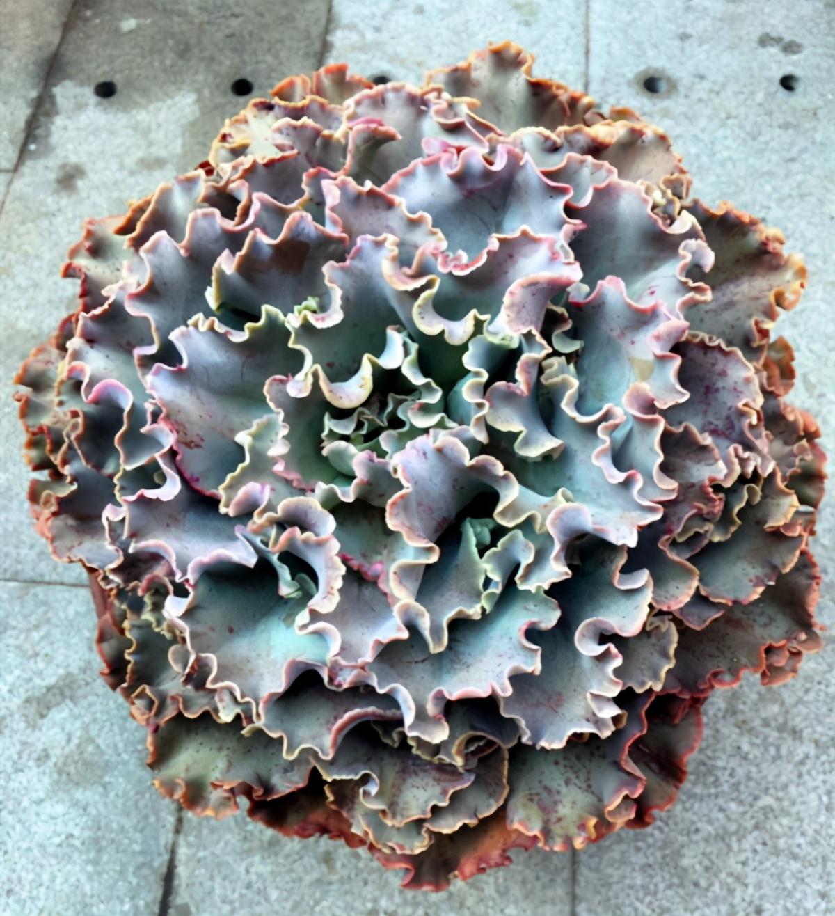 以上多肉植物_植物多肉以上怎么养_多肉植物多少种类