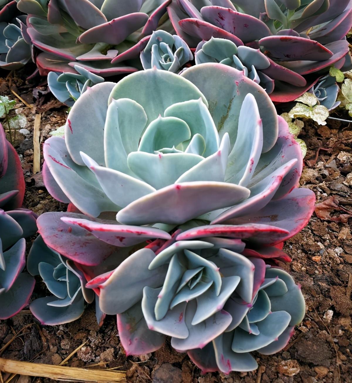 植物多肉以上怎么养_多肉植物多少种类_以上多肉植物