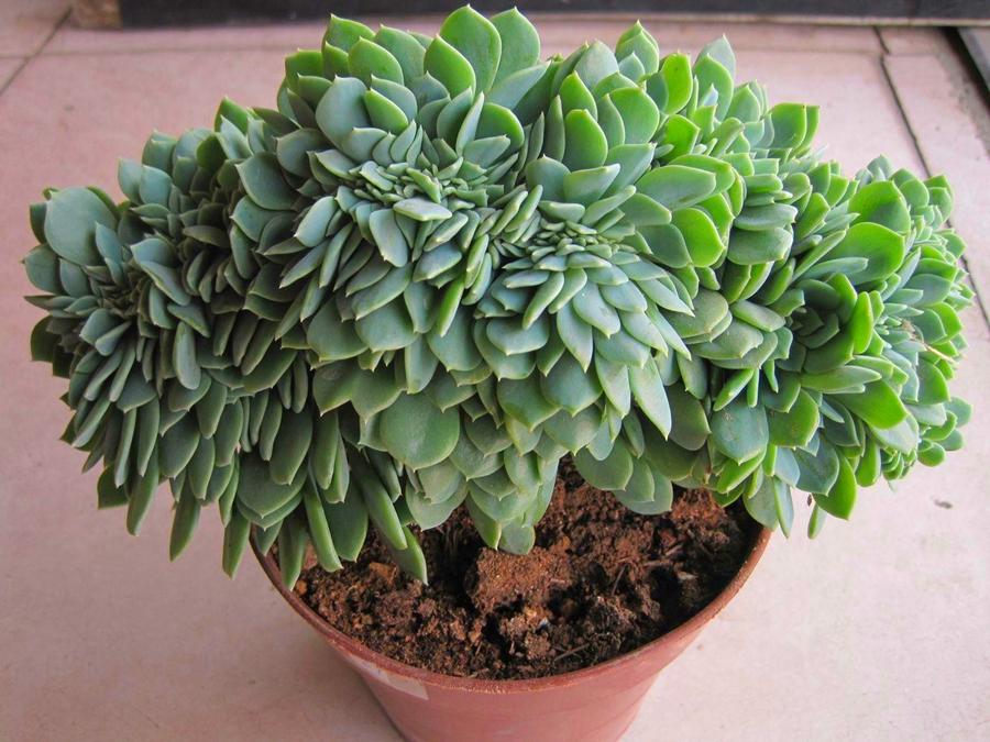 植物多肉以上怎么养_多肉植物多少种类_以上多肉植物