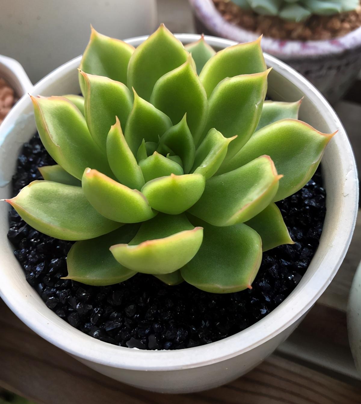 以上多肉植物_植物多肉以上怎么养_多肉植物多少种类