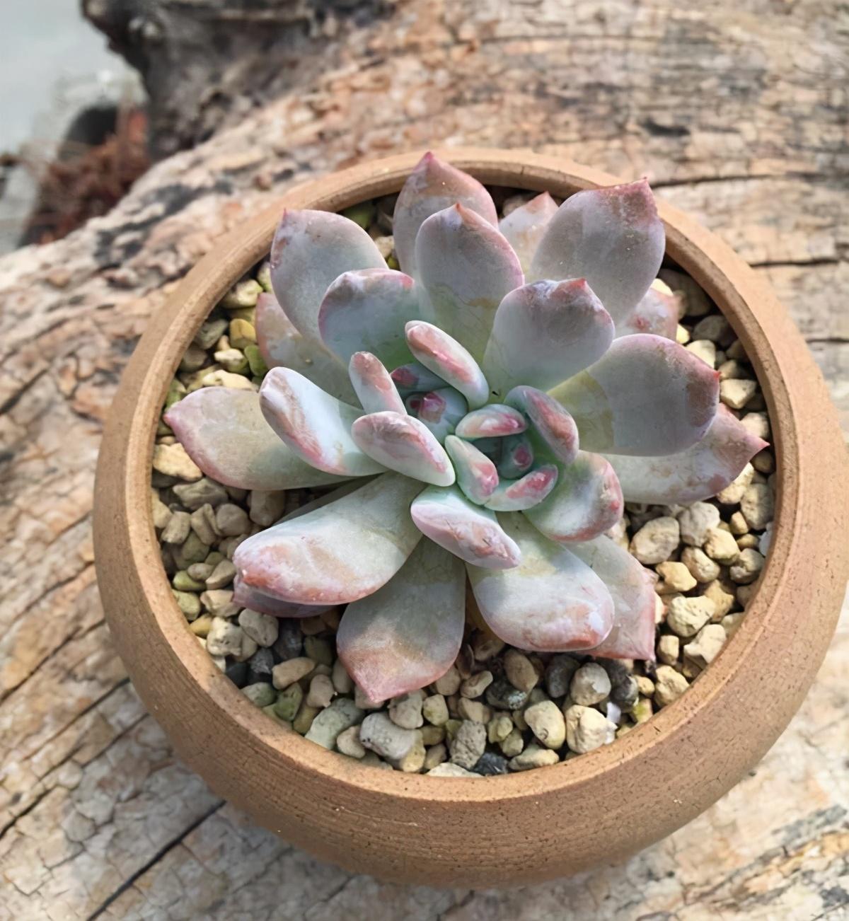 多肉植物多少种类_植物多肉以上怎么养_以上多肉植物
