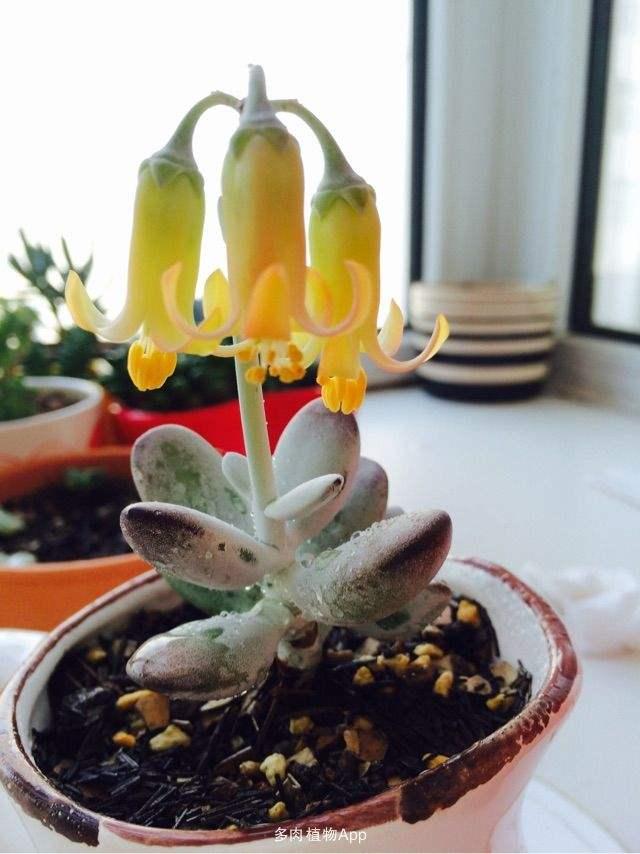多肉开花的植物_开花植物多肉有毒吗_开花的多肉植物有哪些