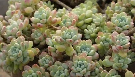 养多肉的_多肉植物植物怎么养_多肉植物养有什么好处