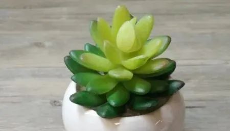 多肉植物养有什么好处_多肉植物植物怎么养_养多肉的