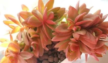 养多肉的_多肉植物植物怎么养_多肉植物养有什么好处