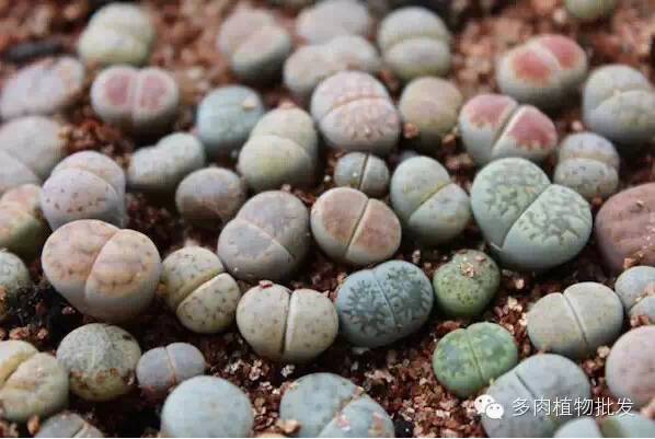 植物多肉大全图片_植物多肉大概多长时间浇一次水_多肉植物 大