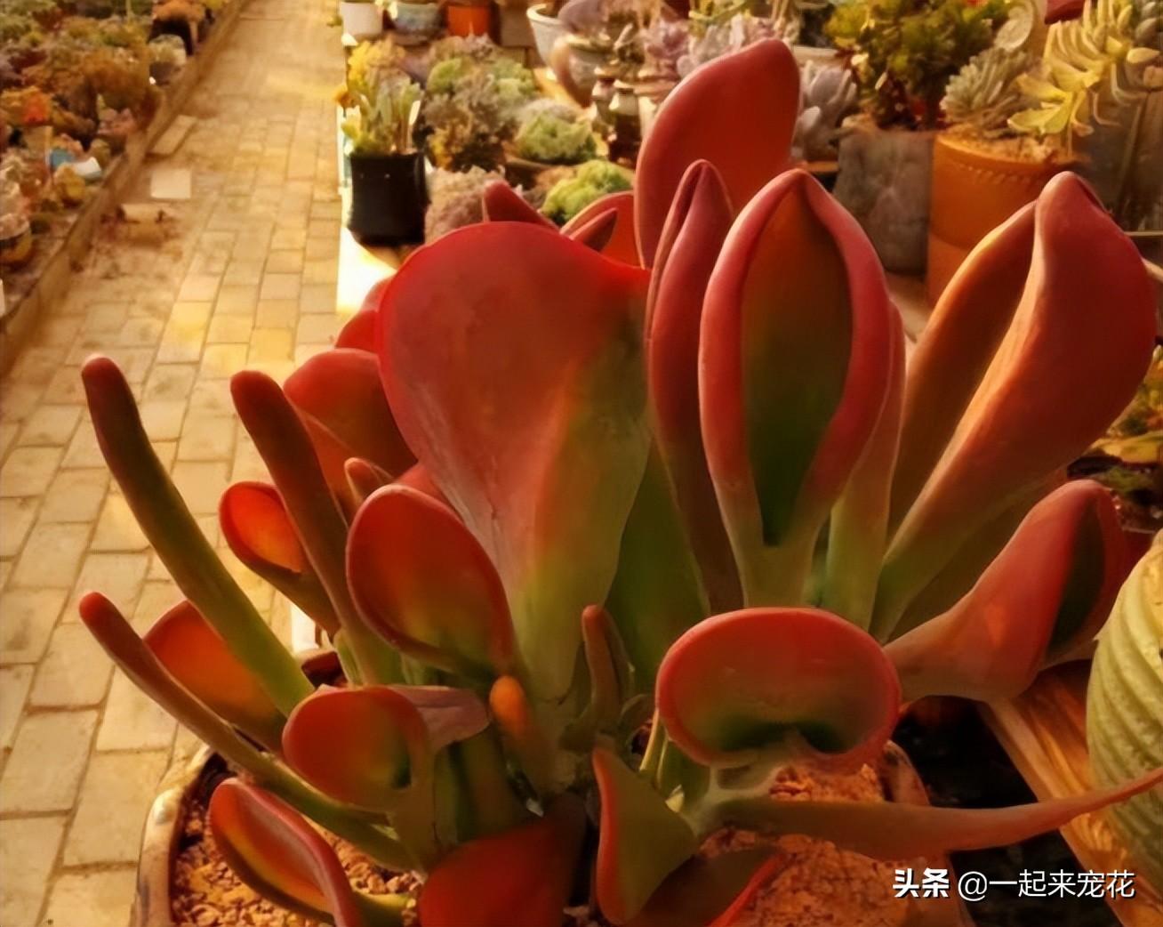 红色多肉花心有白绒绒_多肉红色花_红色肉花白色根吗