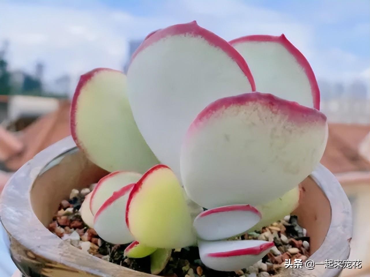 红色肉花白色根吗_多肉红色花_红色多肉花心有白绒绒