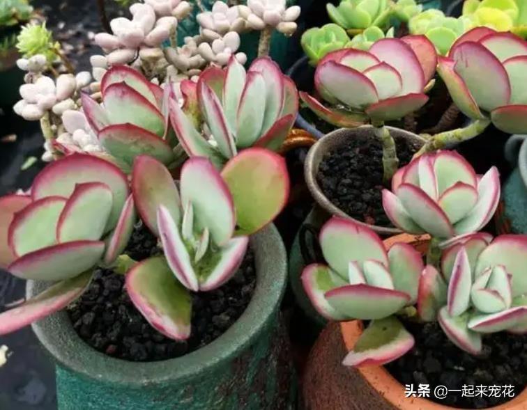 多肉红色花_红色肉花白色根吗_红色多肉花心有白绒绒