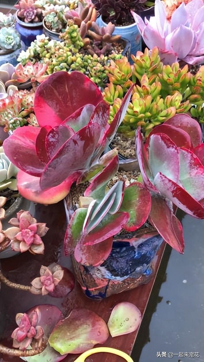 多肉红色花_红色多肉花心有白绒绒_红色肉花白色根吗