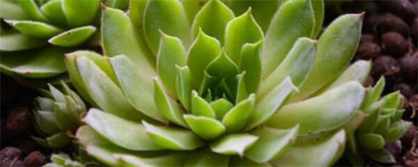 多肉植物适合什么花盆