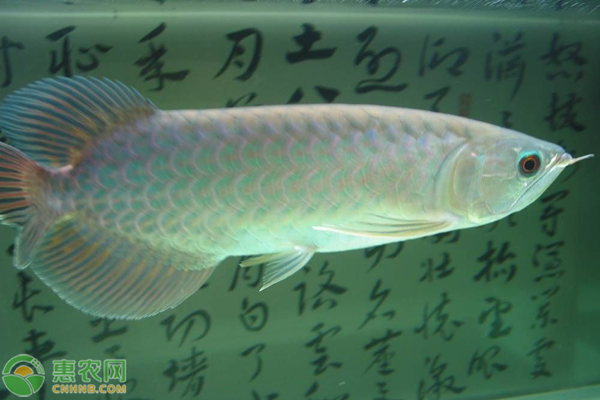 金钱鱼观赏鱼_观赏鱼钱条一般多长_观赏鱼一般多少钱一条