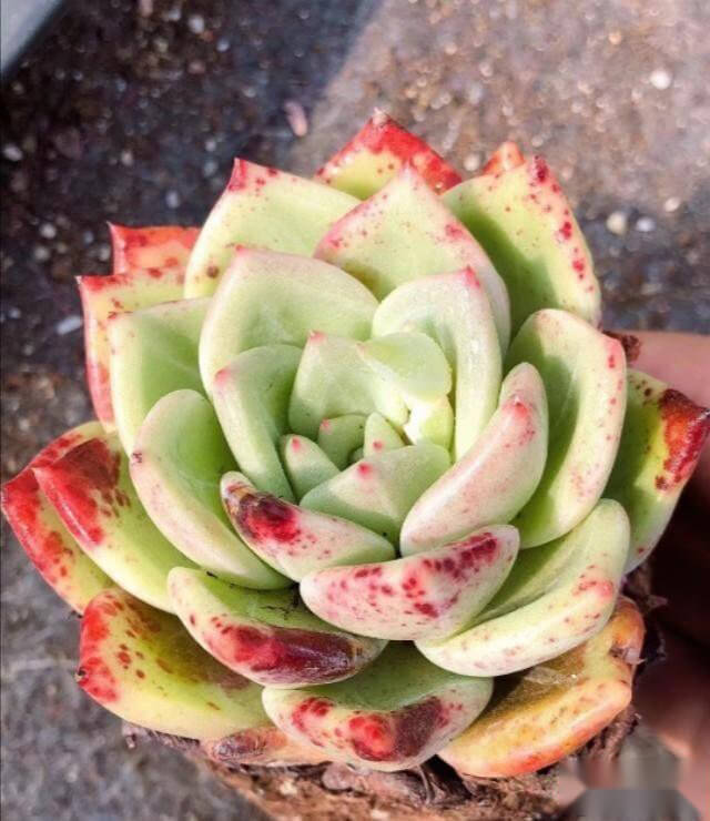 多肉植物没有修根直接种可以活吗