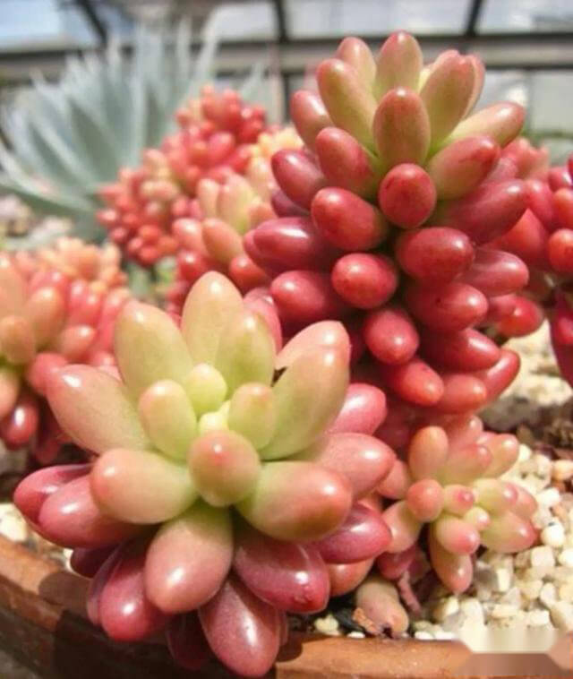 多肉断了直接插土里可以活吗_多肉能直接剪了插土里能活吗_多肉直接插土里能活吗