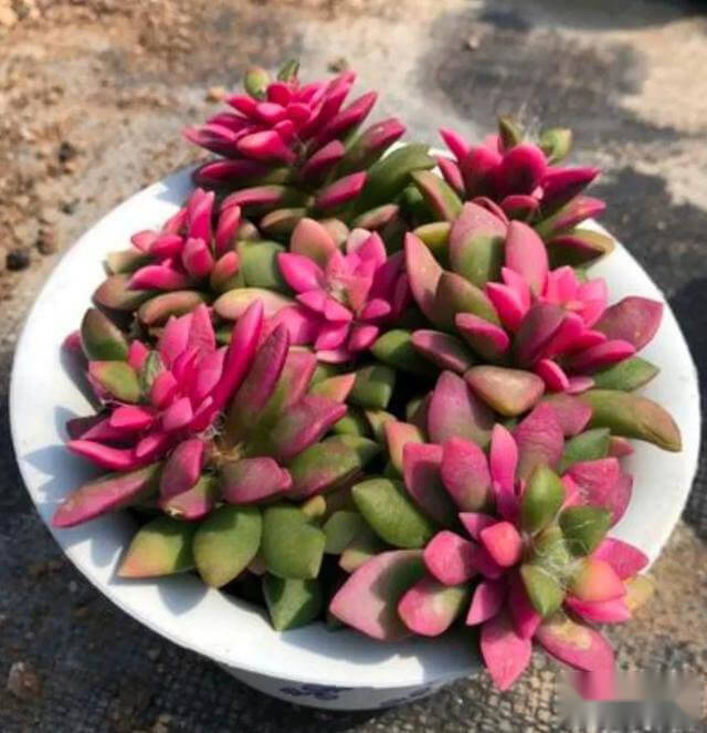 多肉直接插土里能活吗_多肉能直接剪了插土里能活吗_多肉断了直接插土里可以活吗
