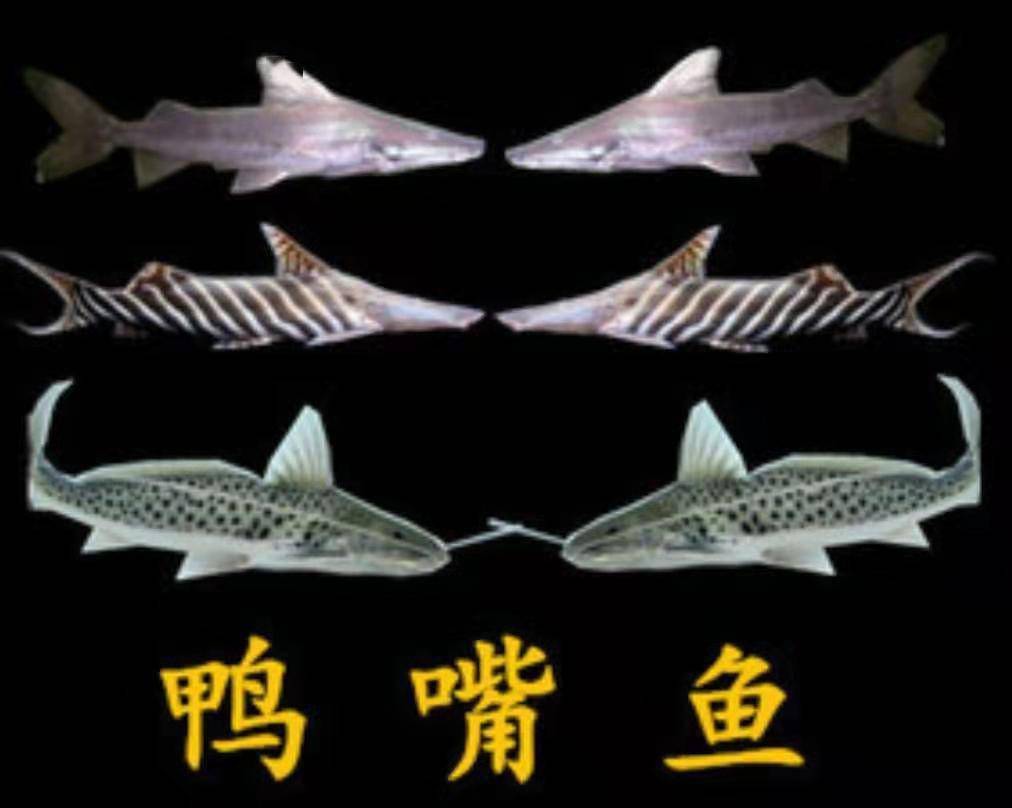 观赏大型鱼类_大型观赏鱼鱼_大型鱼观赏鱼