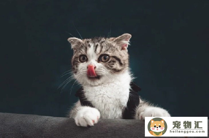 养猫费钱还是养狗费钱 哪个麻烦