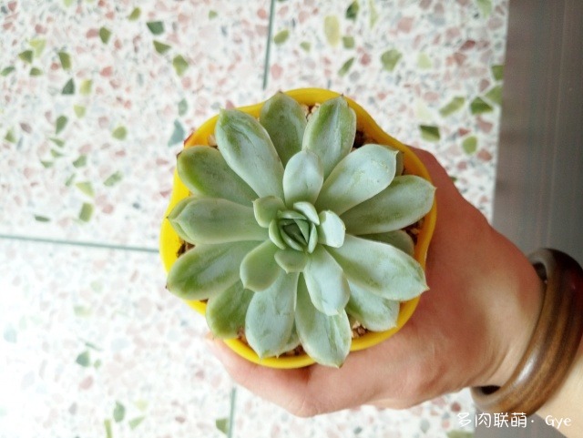 多肉月亮石还叫什么名字_月亮石多肉好养吗_月亮石多肉繁殖