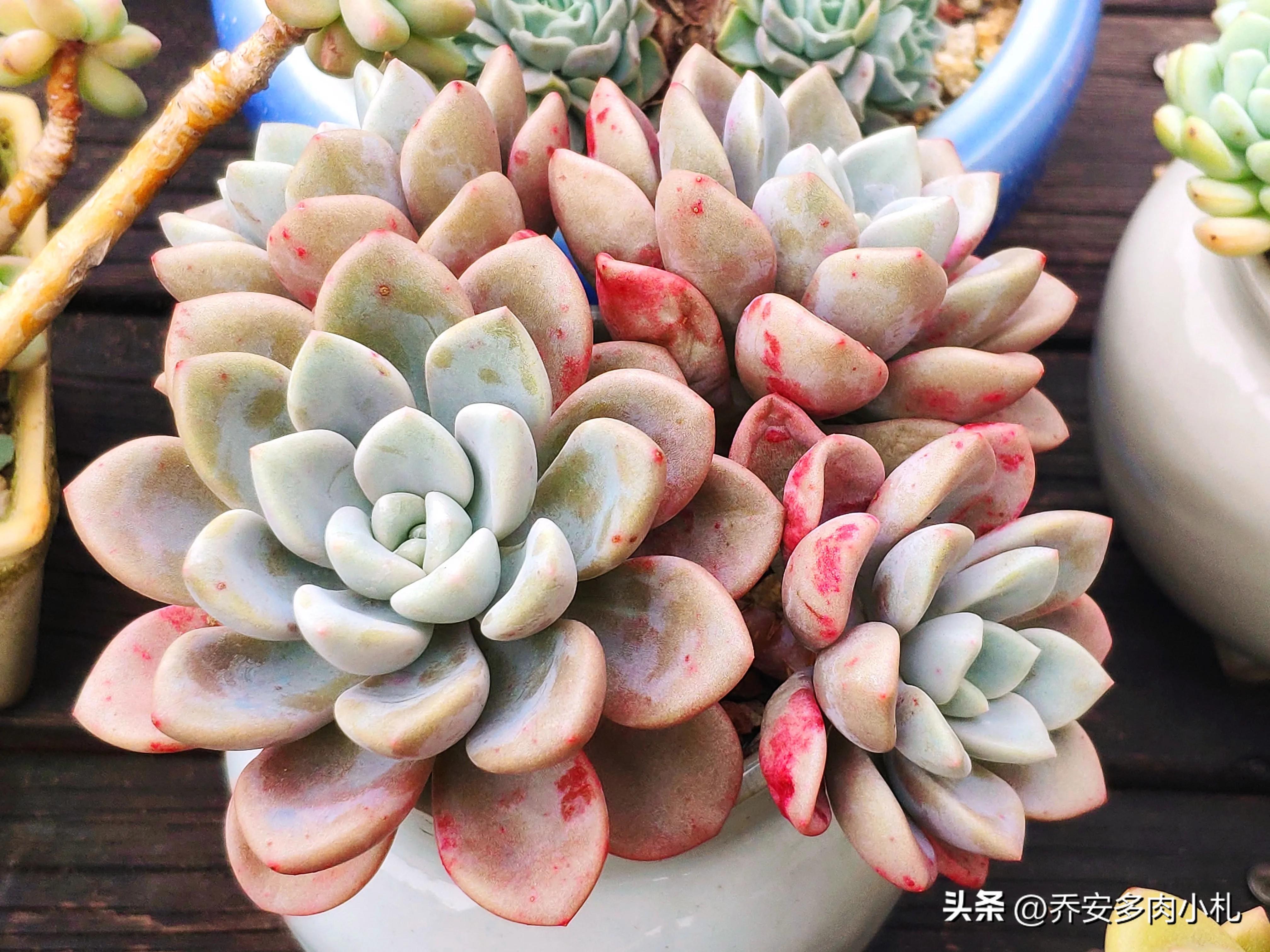 香水洛神多肉有毒吗_香水洛神多肉_香水洛神多肉养护方法