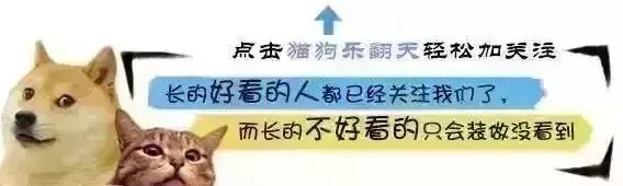 泰迪误伤人后被暴揍，家里来客人时，泰迪吓得主动躲起来……