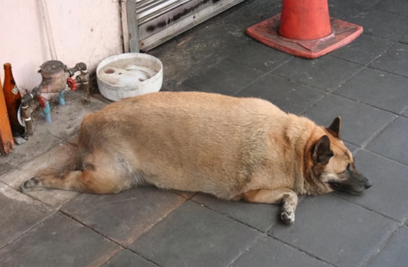 狗打呼噜怎么回事_狗打呼噜咋回事_狗子打呼噜巨响