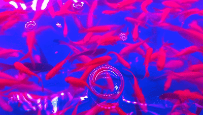 批发观赏鱼可以买吗_观赏鱼批发市场进货_哪里可以批发观赏鱼