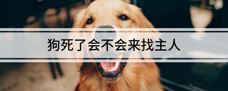 狗死了会不会来找主人
