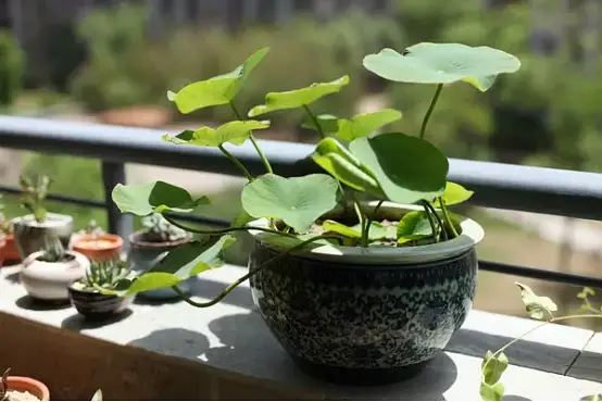 多肉的种子怎么采摘_多肉植物的种子在哪里怎么取_多肉怎么取种子