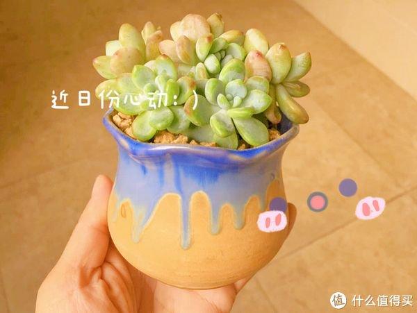 多肉劳尔好养吗_养多肉劳动小窍门_养多肉的用处